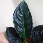 アグラオネマ メタリカ(Aglaonema metallica) | 希少植物の販売
