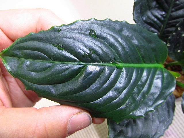 アグラオネマ メタリカ(Aglaonema metallica) | 希少植物の販売 
