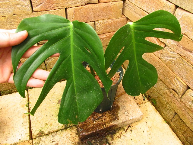 モンステラ デリシオーサ シエラナ(Monstera deliciosa var. sierrana ...