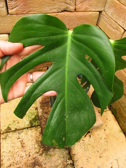 Monstera deliciosa var sierrana モンステラ シエラナ - 観葉植物