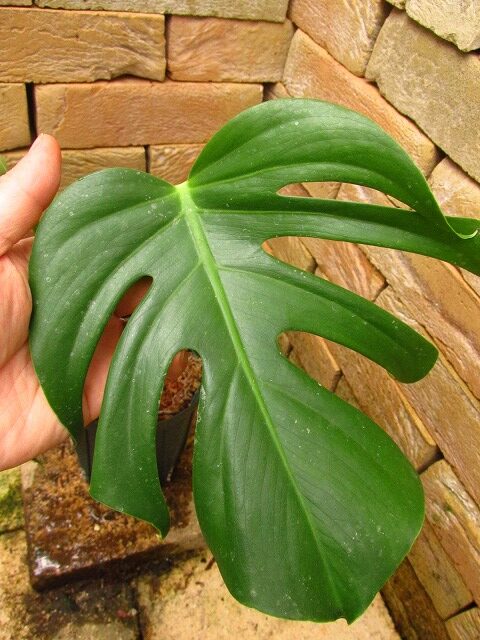 モンステラ デリシオーサ シエラナ(Monstera deliciosa var. sierrana 