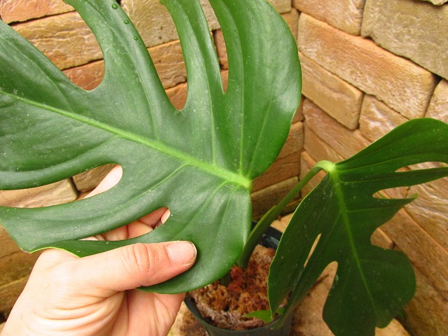 モンステラ デリシオーサ シエラナ(Monstera deliciosa var. sierrana