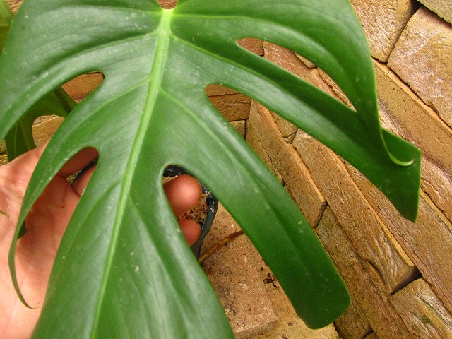 モンステラ デリシオーサ シエラナ(Monstera deliciosa var. sierrana 