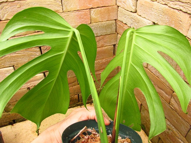 モンステラ デリシオーサ シエラナ(Monstera deliciosa var. sierrana 