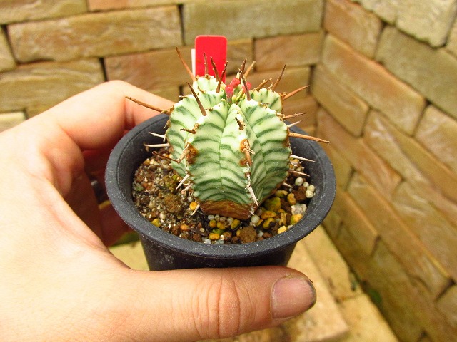 ユーフォルビア メロフォルミス 錦(Euphorbia meloformis variegata ...