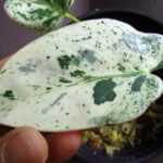 フィロデンドロン イルセマニ 斑入り(PHILODENDRON ILSEMANII