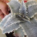 ディッキア マルニエルラポストレイ オオスミ 連棘 dyckia ohsumi ディッキア マルニエルラポストレイ オオスミ 連棘 dyckia ohsumi