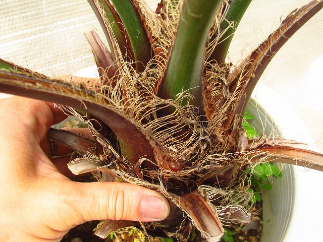 ココスヤシ 斑入り(Butia capitata variegata) | 希少植物の販売