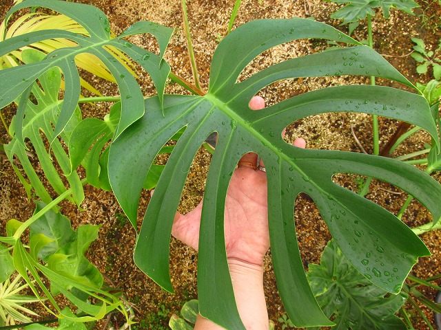 モンステラ デリシオーサ シエラナ 実生選抜オリジナル (Monstera