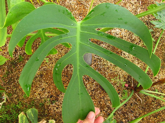 モンステラ デリシオーサ シエラナ 実生選抜オリジナル (Monstera