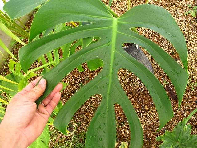 モンステラ デリシオーサ シエラナ 実生選抜オリジナル (Monstera