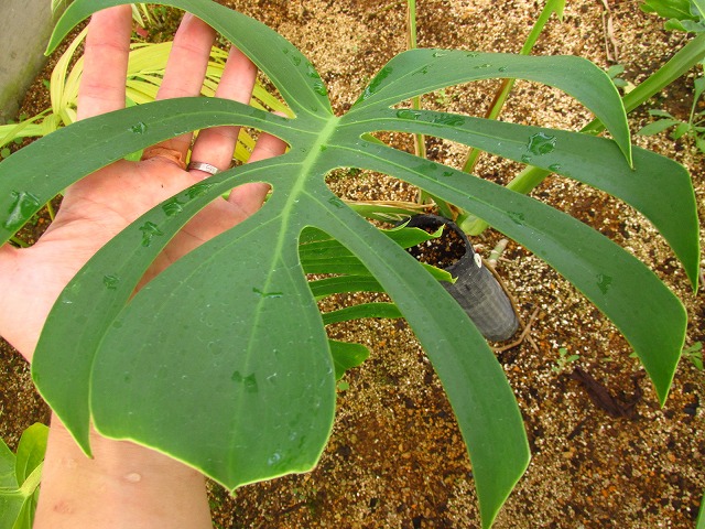 モンステラ デリシオーサ シエラナ 実生選抜オリジナル (Monstera ...