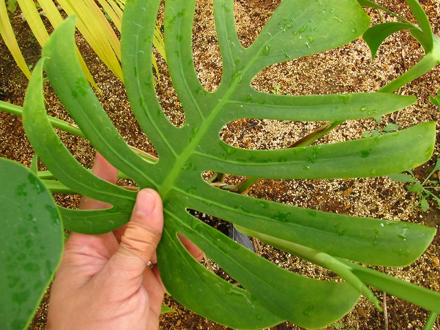 モンステラ デリシオーサ シエラナ 実生選抜オリジナル (Monstera