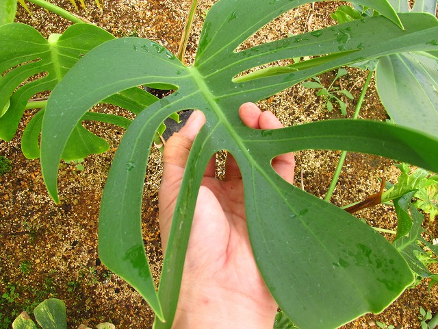 モンステラ デリシオーサ シエラナ 実生選抜オリジナル (Monstera