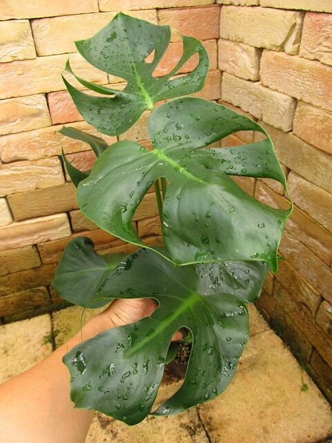 モンステラ デリシオーサ コンパクタのオリジナル(Monstera deliciosa