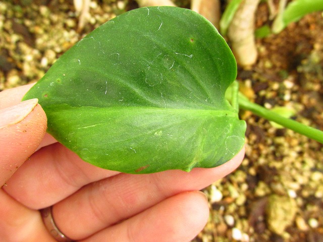 モンステラ デリシオーサ グリーンモンスター (Monstera deliciosa var