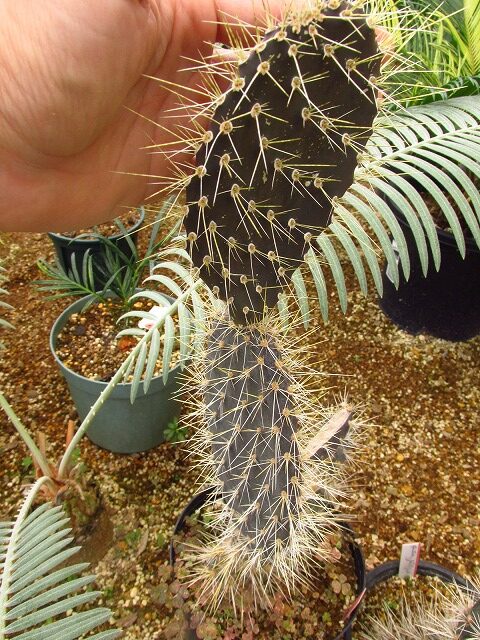 オプンチア ガラパゴス団扇(opuntia galapageia) | 希少植物の販売