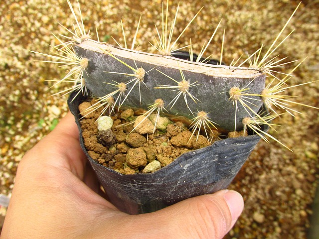 オプンチア ガラパゴス団扇(opuntia galapageia) | 希少植物の販売 ...
