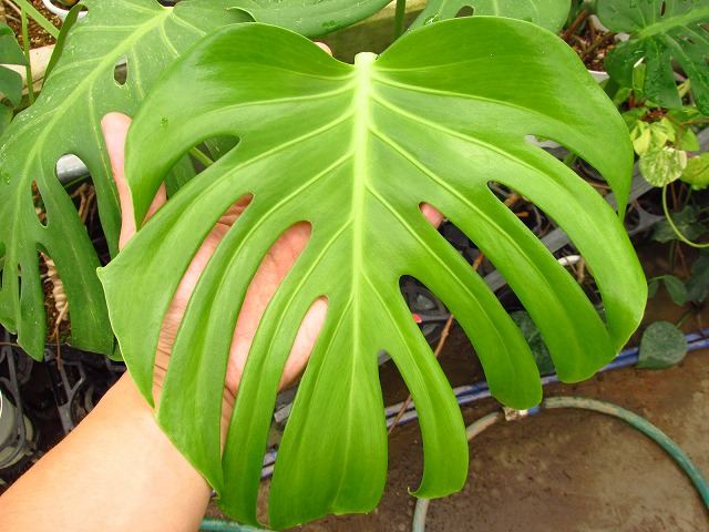 モンステラ デリシオーサ シエラナ(Monstera deliciosa var. sierrana