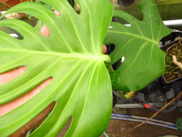 モンステラ デリシオーサ シエラナ(Monstera deliciosa var. sierrana