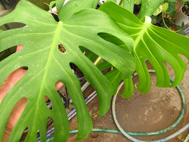 モンステラ デリシオーサ シエラナ(Monstera deliciosa var. sierrana ...