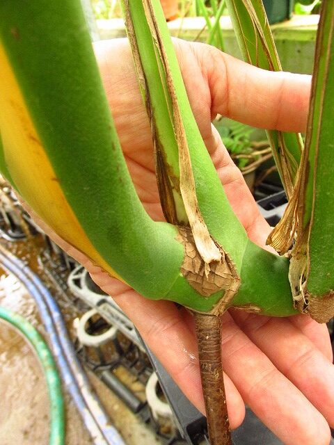 モンステラ デリシオーサ シエラナ(Monstera deliciosa var. sierrana ...