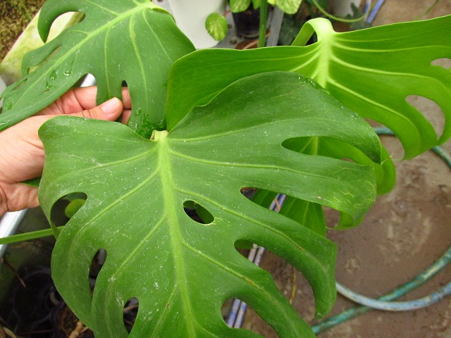 モンステラ デリシオーサ シエラナ(Monstera deliciosa var. sierrana ...