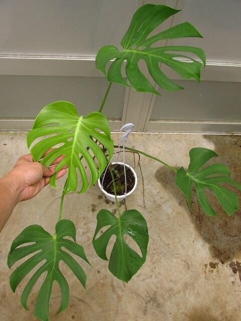 モンステラ デリシオーサ 切れ込み深い個体(Monstera deliciosa deep cutting leaves) | 希少植物の販売  アグラオネマ専門販売店 『アグラオネマ本舗』