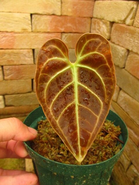 アンスリウム レガレ 特選(Anthurium regale) | 希少植物の販売 