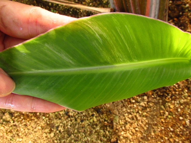 ムサ タニー 斑入り(Musa tanee White variegata) | 希少植物の販売 アグラオネマ専門販売店 『アグラオネマ本舗』