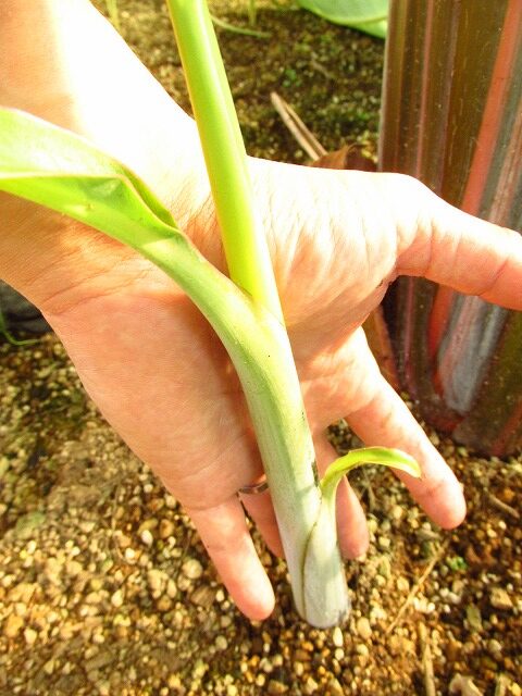 ムサ タニー 斑入り(Musa tanee White variegata) | 希少植物の販売 アグラオネマ専門販売店 『アグラオネマ本舗』