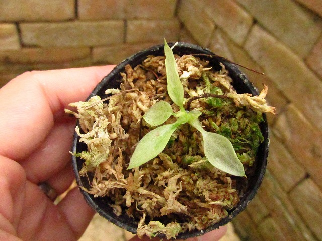 フィロデンドロン スロンコ(Philodendron sronco) - 観葉植物