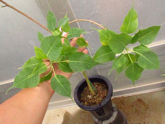 フィカス レリジオーサ 矮性 インド菩提樹(Ficus religiosa dwarf 