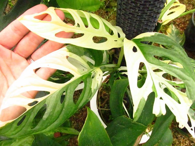 マドカズラ 極麗斑 幹上がり大株 (Monstera adansonii white variegata 