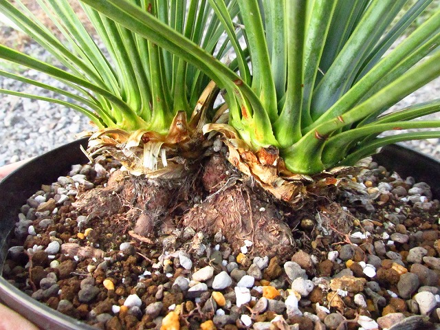 即日発送 ユッカ ロストラータ ダブルヘッド 植物/観葉植物 ...