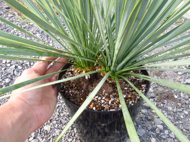 人気の新作 ユッカロストラータ ダブルヘッド 植物/観葉植物 人気の新作 ユッカロストラータ ダブルヘッド 植物/観葉植物