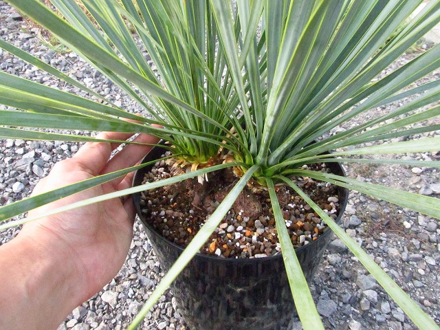 ユッカ ロストラータ ダブルヘッドの極美個体(Yucca rostrata Double