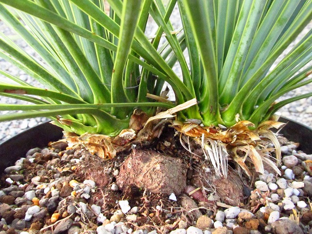 ユッカ ロストラータ ダブルヘッドの極美個体(Yucca rostrata Double