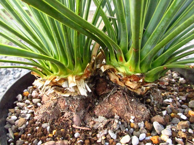 ユッカ ロストラータ ダブルヘッドの極美個体(Yucca rostrata Double