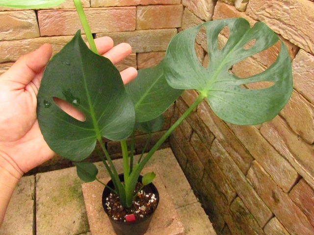 モンステラ デリシオーサ 特選 切れ込み深い選抜個体(Monstera deliciosa selected) | 希少植物の販売  アグラオネマ専門販売店 『アグラオネマ本舗』