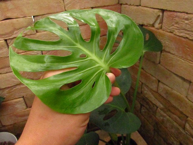 モンステラ デリシオーサ 特選 切れ込み深い選抜個体(Monstera deliciosa selected) | 希少植物の販売  アグラオネマ専門販売店 『アグラオネマ本舗』