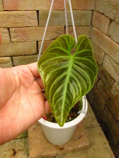 アンスリウム レガレ 最高クローン(Anthurium regale) | 希少植物の