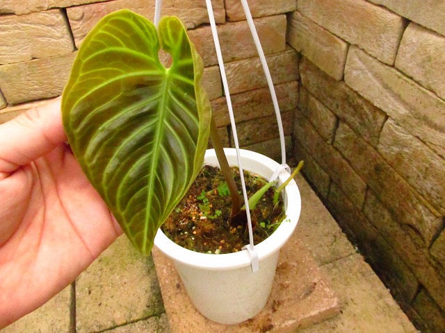 経典 アンスリウム レガレ (Anthurium regale) 植物/観葉植物