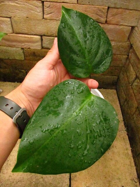 モンステラ デリシオーサ シエラナ(Monstera deliciosa var. sierrana