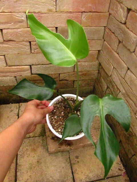 モンステラ デリシオーサ スーパーナローの珍しい1本(Monstera