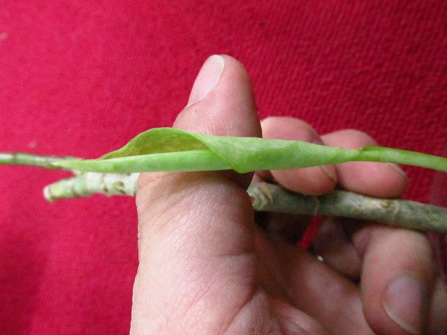 アグラオネマ ピクタム トリカラー バリエガータ シボルガ産(Aglaonema pictum tricolor variegata) |  希少植物の販売 アグラオネマ専門販売店 『アグラオネマ本舗』