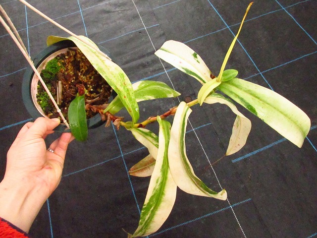 ネペンテス ルイーザ 極上斑(Nepenthes × Louisa variegata) | 希少