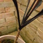 コルジリネ　ブラックスパイダー　子株2株でてます コルジリネ ブラックスパイダー 子株2株でてます