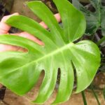 モンステラ デリシオーサ 福助(Monstera deliciosa 