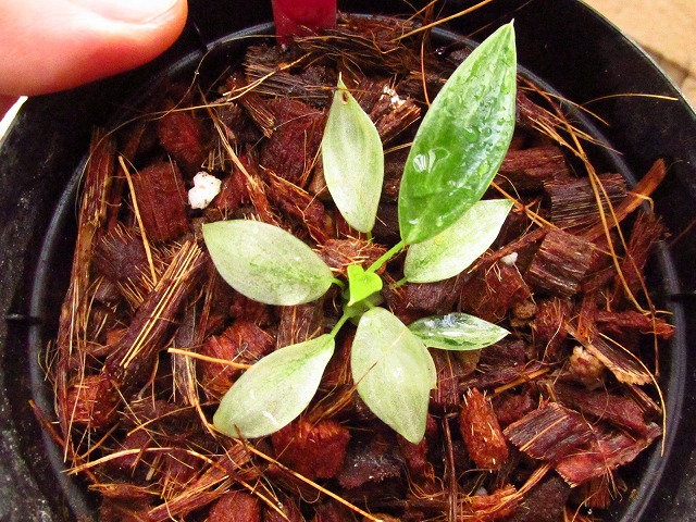 フィロデンドロン スロンコ(Philodendron sronco) | 希少植物の販売 